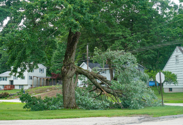 Why Choose Our Tree Removal Services in Schofield Barracks, HI?